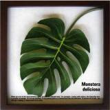 アートフレーム Monstera Deliciosa