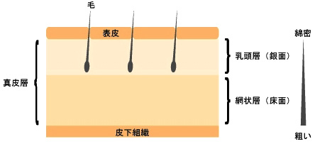 皮の組成